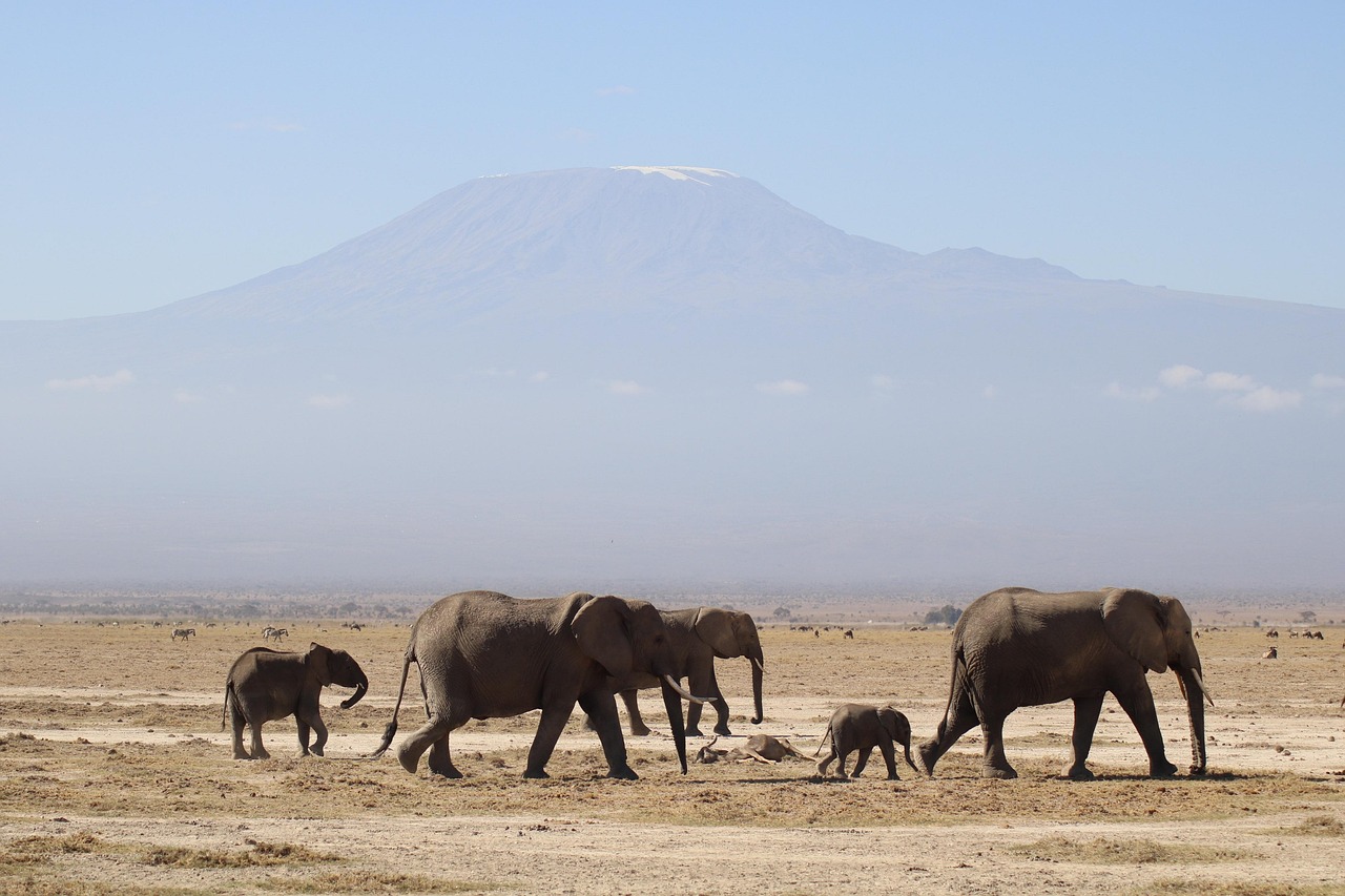Kenyan safari landscape