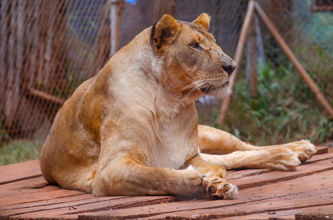 Nairobi National Park wildlife